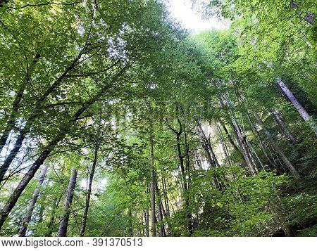 View Of The Sky And Sun Through The Trees In The Mixed Forest Of The Giessbach Nature Park, Brienz -
