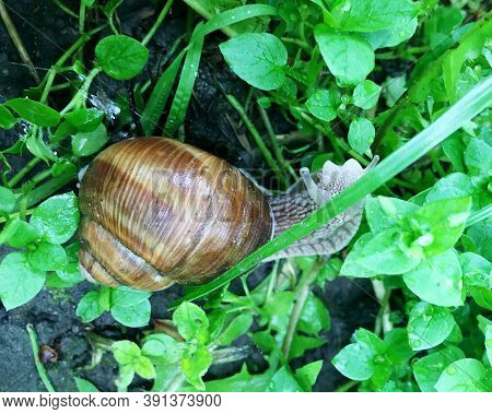Small Garden Snail In Shell Crawling On Wet Road, Slug Hurry Home. Snail Slug Consist Of Edible Tast