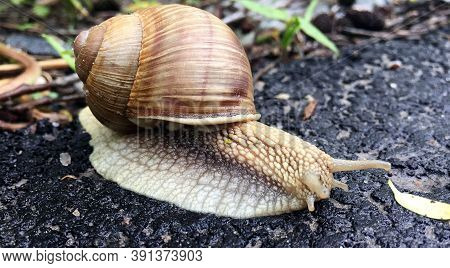 Small Garden Snail In Shell Crawling On Wet Road, Slug Hurry Home. Snail Slug Consist Of Edible Tast