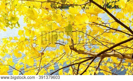 Autumn Yellow Leaves On A Background Of Forest Lake Water. Fall Background With Yellowing Leaves For