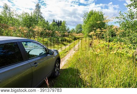 Novgorod, Russia - July 27, 2020: Nissan Qashqai Vehicle On The Rural Road And The Toxic Hogweed In 