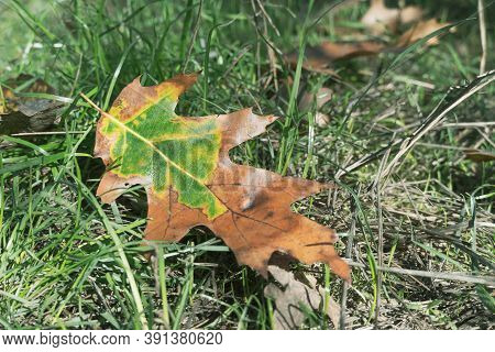 Yellow Oak Leaf On Green Grass. A Yellow Oak Leaf Lies On Green Grass Covered With Frost In The Fall