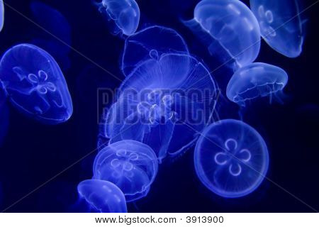 Bella blu Jelly Fish scena