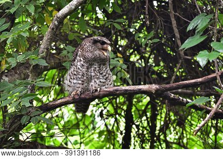 Spot-bellied Eagle Owl Bird Sitting On The Tree In Nature, Thailand