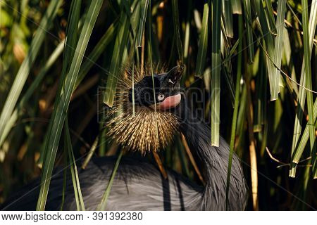 Black Crowned Crane Or Balearica Pavonina In Green Grass In Zoo Inclosure
