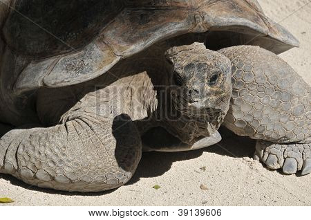 Galapágy želvy