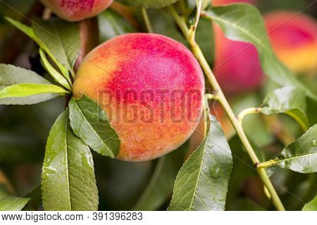 Fresh Peach Tree. Peaches Ripe For Picking In A Peach Orchard. Ripe Sweet Peach Fruits Growing On A 
