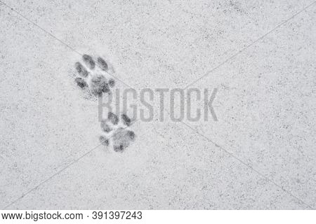 Cat's Paw Print In The Snow. Traces Of Cat's Feet In The Snow. Traces Of Animals In Snow