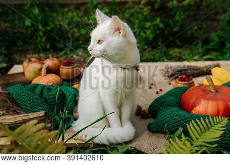 White Cat Sits In The Garden On A Tablecloth Among The Autumn Harvest, Pumpkins, Apples, Nuts, Laven