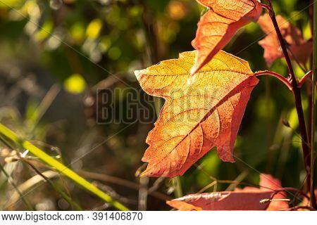 Orange Autumnal Background With Leaf Of Maple Tree On Green Leaveles