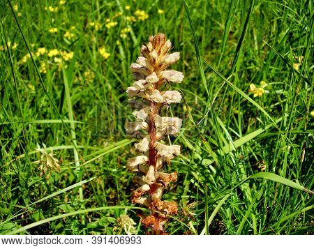 Broomrape (orobanche) Growing Wild In A Meadow