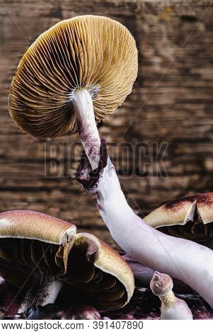 The Mexican Magic Mushroom Is A Psilocybe Cubensis, Whose Main Active Elements Are Psilocybin And Ps