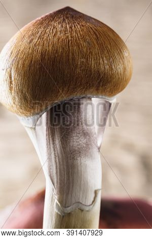 The Mexican Magic Mushroom Is A Psilocybe Cubensis, A Specie Of Psychedelic Mushroom Whose Main Acti