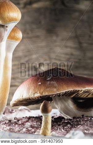 The Mexican Magic Mushroom Is A Psilocybe Cubensis, Whose Main Active Elements Are Psilocybin And Ps