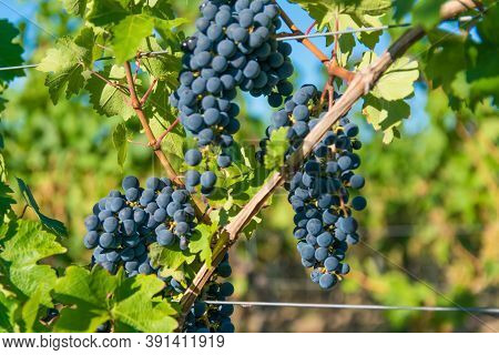 Vineyards In Autumn Harvest. Large Bunches Of Red Wine Grapes In Sunny Weather.