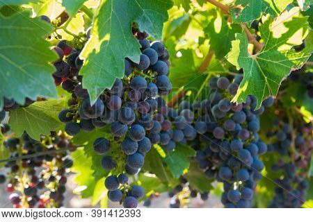 Vineyards In Autumn Harvest. Big Bunches Of Dark Wine Grapes. Nature Background.