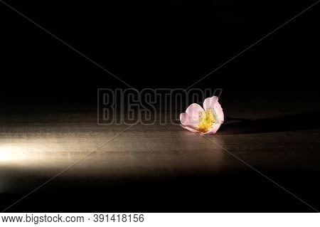 A Portrait Of A Wild Rose Flower Of A Rosehip Bush Lying On A Wooden Table With A Spotlight On It. T