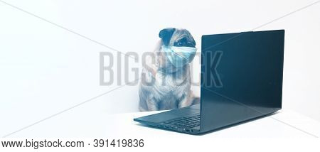 Pug Dog In Medical Mask Works As A Doctor At A Laptop. Concept Of A Doctor Dog. Place For Text. Copy