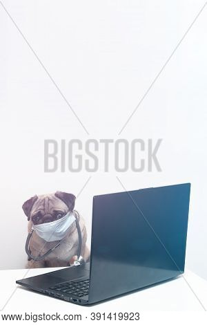 Pug Dog In Medical Mask And With Stethoscope Works As A Doctor At A Laptop. Concept Of A Doctor Dog.