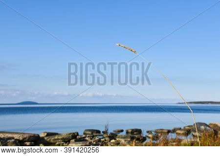 One Grass Straw By The Coast With The Island Bla Jungfrun In The Background