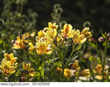 Pretty Alstroemeria Peruvian Lily Flowers In Sunlight, Also Known As Lily Of The Incas, Variety Aimi