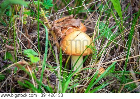 Wild Mushrooms Suillus Luteus In The Forest In Clearing Between Pine Needles Closeup