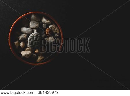 Lithops Succulent Plant Macro Close Up
