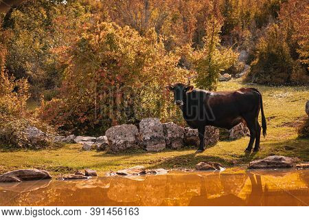 View Of A Brown Cow Standing Near A Small Source Of Water, Yellow Colors Dominating The Photo In Aut