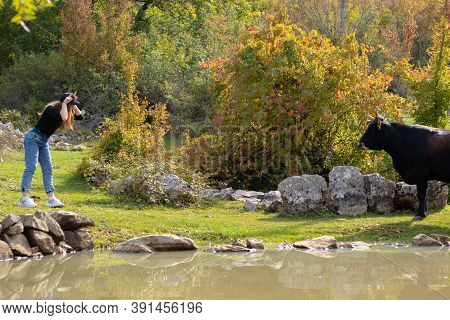 Woman Holding Her Hands As Horns On Her Head, Making A Funny Gesture Trying To Provoke The Cow In Na