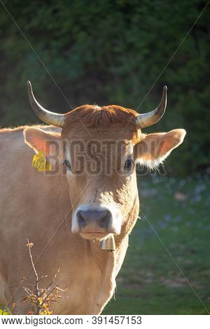 Straight On View Of An Orange Cow With Horns Looking Straight, Wearing A Golden Bell And A Yellow Ma