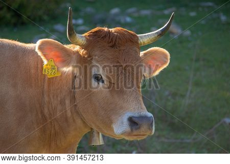 Straight On View Of An Orange Cow With Horns Looking Straight, Wearing A Golden Bell And A Yellow Ma