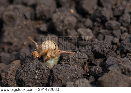 Larva Of Gryllotalpa Gryllotalpa On Excavated Soil. Harmful Pest Of Garden Plan.