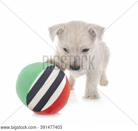 Puppy West Highland White Terrier In Front Of White Background