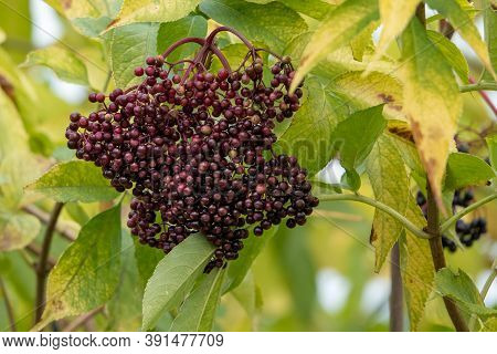 Clusters Fruit Black Elderberry In Garden In Sun Light Sambucus . Common Names: Elder, Black Elder, 