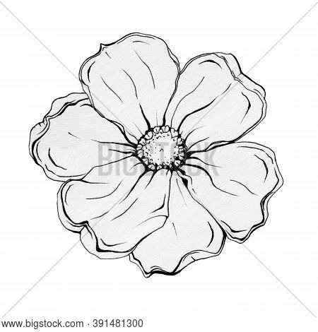 Magnolia Flower Black Ink Grapic Illustration. Hand Drawn Graphics Image Of A Spring Magnolia Beauti