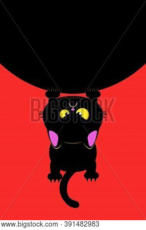 Angry Black Cat Scratching