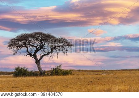 Pink African Sunset Over Acacia Tree, Nature Wilderness Scene, Africa Safari