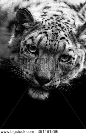 Black And White Portrait Adjustment Of Irbis.