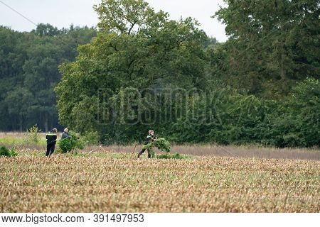 Ravenswoud - October 15 2020: Ravenswoud, Friesland, The Netherlands. Marihuana Is Collected From A 