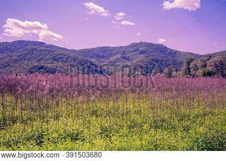 Mountain Valley In Spring. Khust, Zakarpattia Oblast, Ukraine, Europe