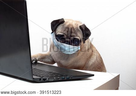 Pug Dog In Medical Mask Works As A Doctor At A Laptop. Concept Of A Doctor Dog