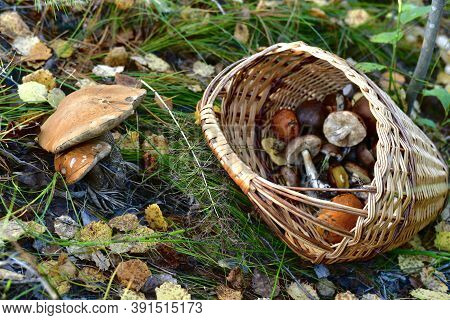 A Wicker Basket Full Of Mushrooms Thrown In A Ravine, Near The Found Mushrooms.