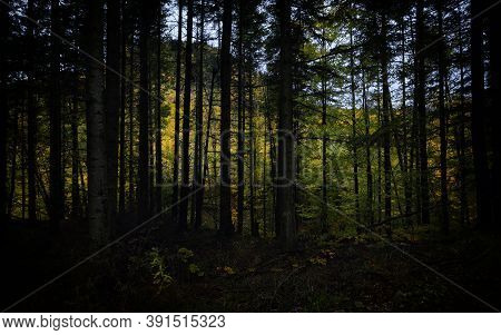 Rainy Day In Autumn Forest In Vrancea, Romania