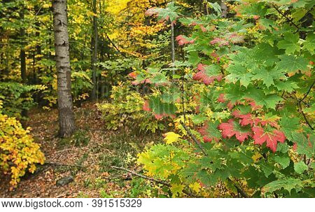 Rainy Day In Autumn Forest In Vrancea, Romania