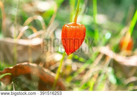 Single Winter Cherry Plant  In Autumn .  Physalis Peruviana Fruit In Red Calyx