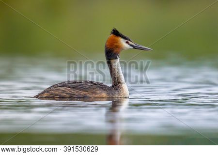Great Crested Grebe (podiceps Cristatus) Water Bird Swimming In Water Of Lake And Looking To Side