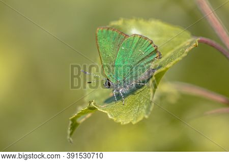 Green Hairstreak (callophrys Rubi) Butterfly Resting On Green Leaf With Green Background