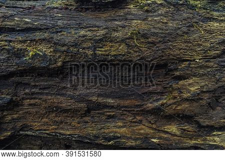 Old Rotten Wet Wood Texture. Background Of Rotten Wood Close Up. Wet Rotten Tree Stump Texture