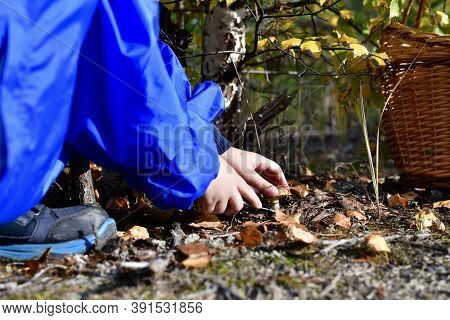 A Child Cuts A Knife Mushroom In The Woods, Near The Basket.