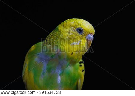 Yellow And Green Budgie, Budgie Sits On A Wooden Stick. Black Background